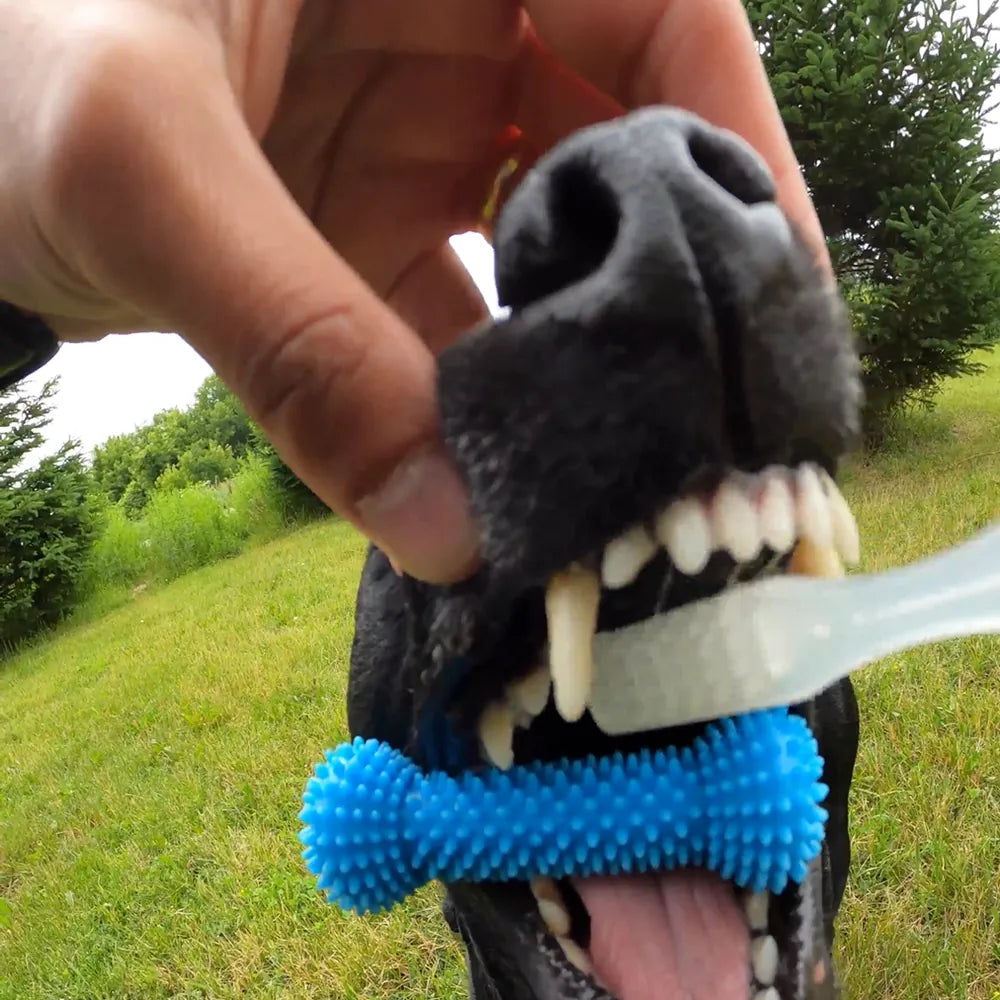 Real photo: Hustle holding the FreshWoof toy while his teeth are brushed