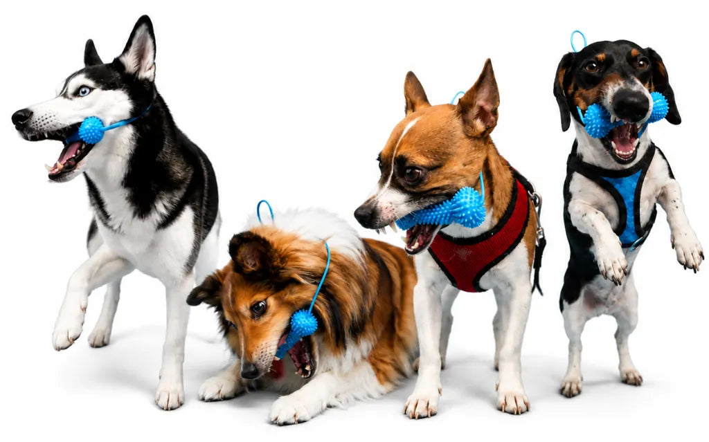 A husky, sheltie, terrier and beagle mix, each with a FreshWoof toy