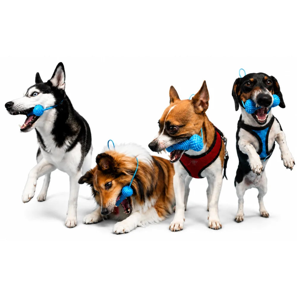 A husky, a sheltie, a terrier and a beagle mix each holding a blue FreshWoof toy
