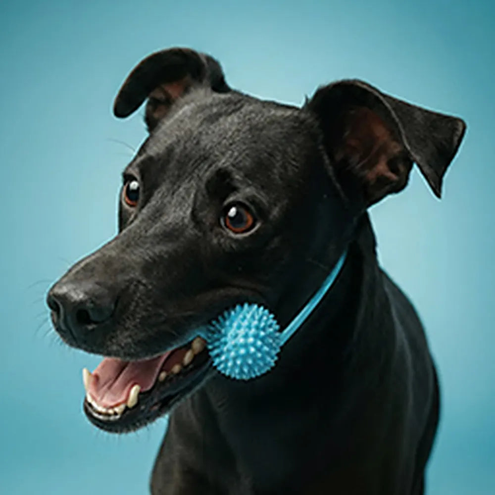Close-up of Hustle smiling with the FreshWoof toy and strap