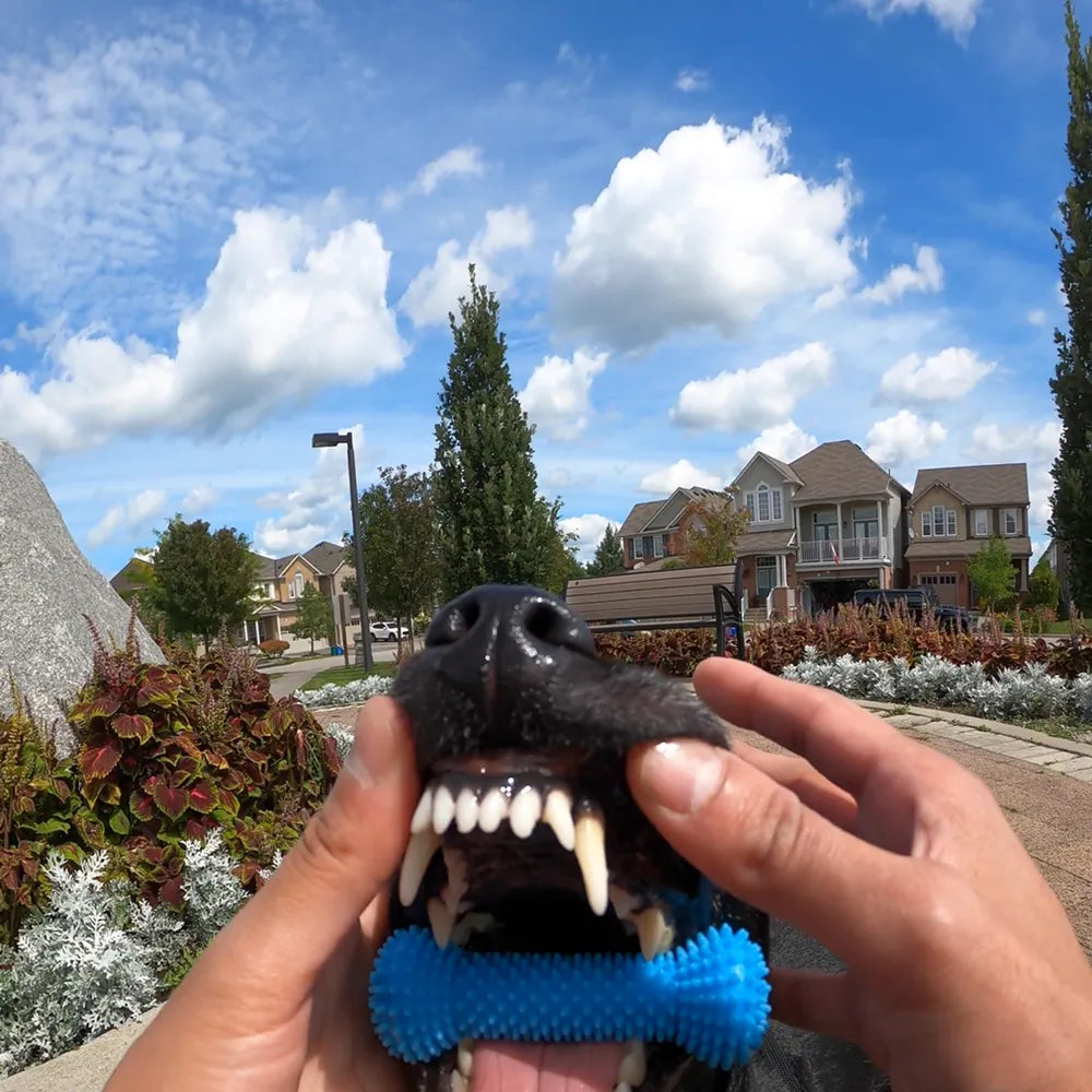Real photo: FreshWoof keeps Hustle's mouth open outdoors