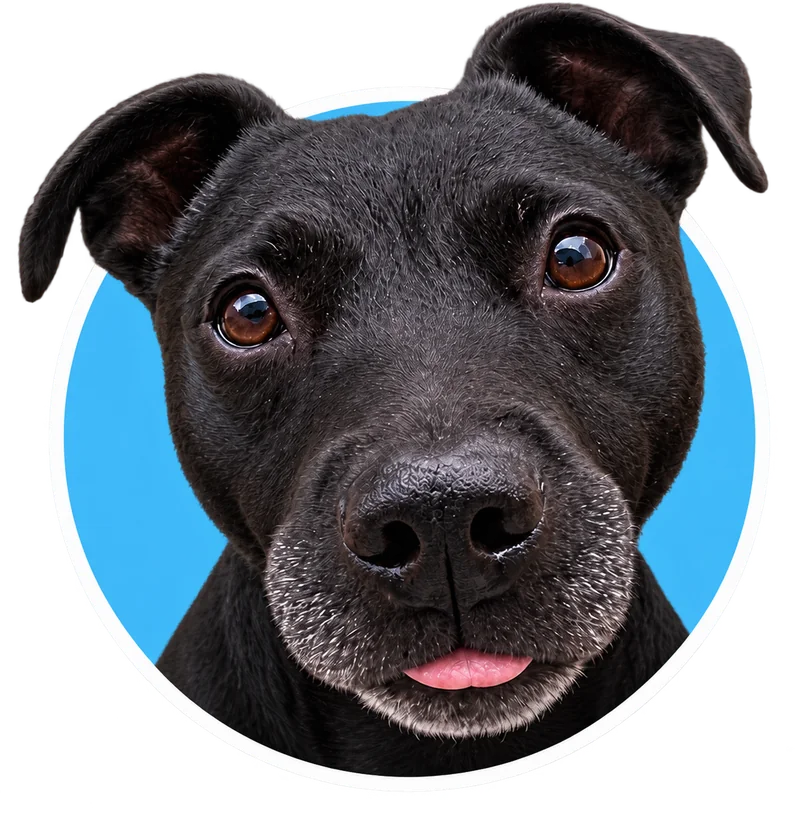 Hustle, the black dog who inspired FreshWoof